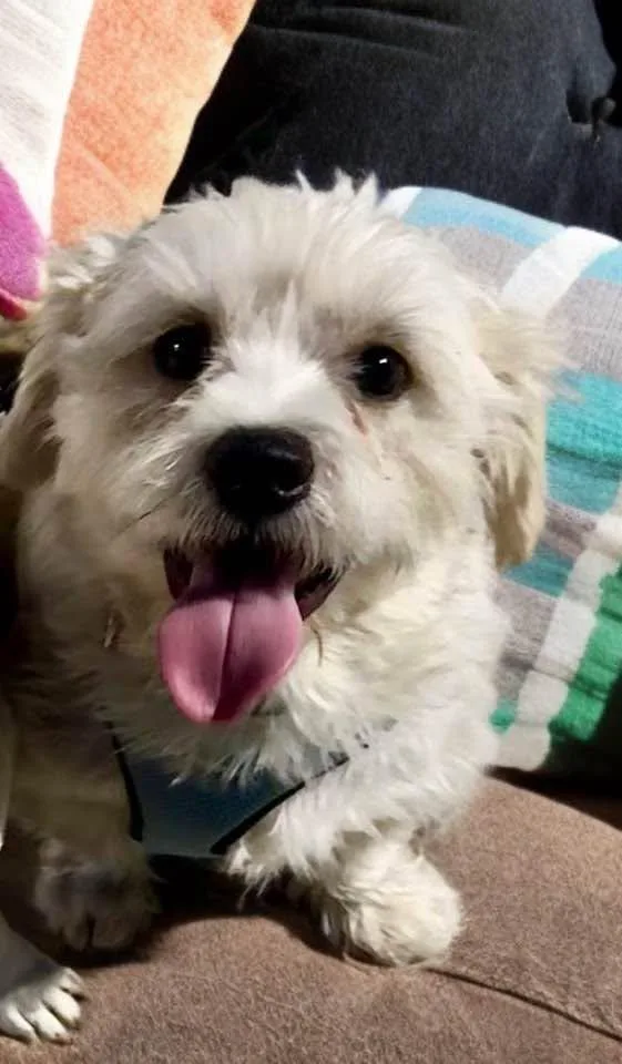 A young medium-sized male White / Cream Terrier dog named Gregory for adoption in Las Vegas, NV