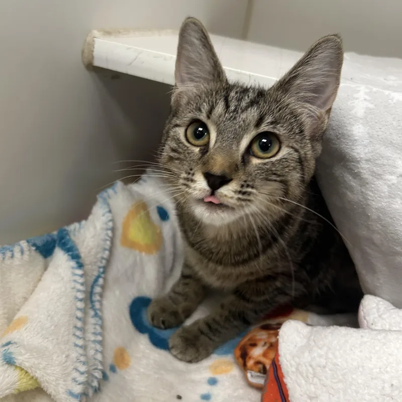 A young medium-sized female Domestic Short Hair cat named Lucy for adoption in Reisterstown, MD