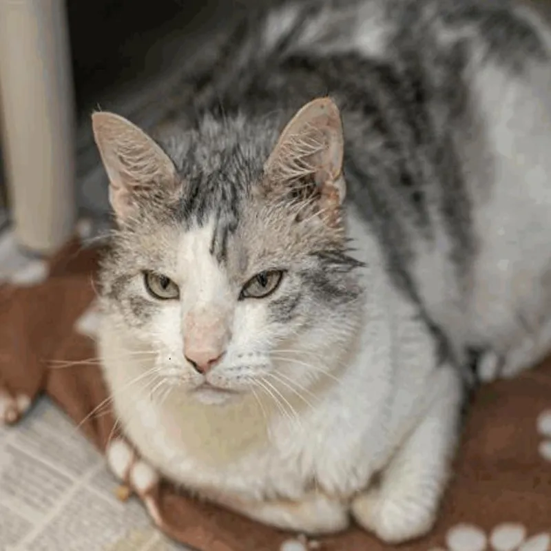 A senior large-sized male Domestic Short Hair cat named Jojo for adoption in New York, NY