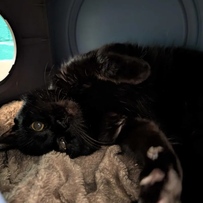 Captain Black thumbnail 2