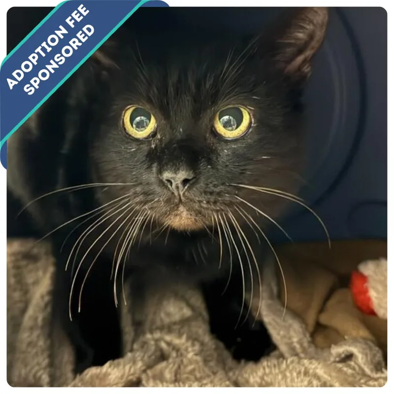 Captain Black thumbnail 3