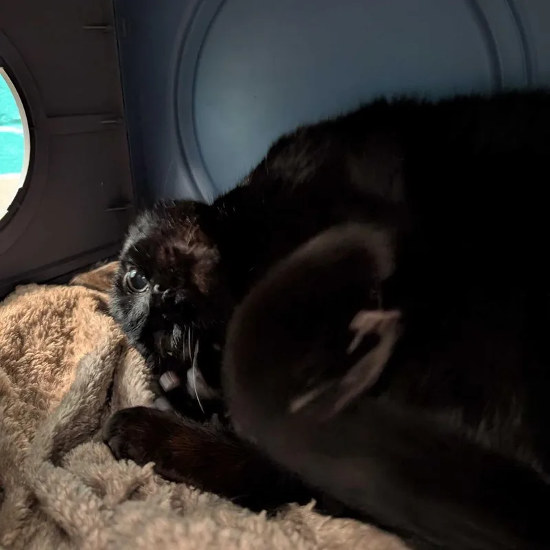 Captain Black thumbnail 4