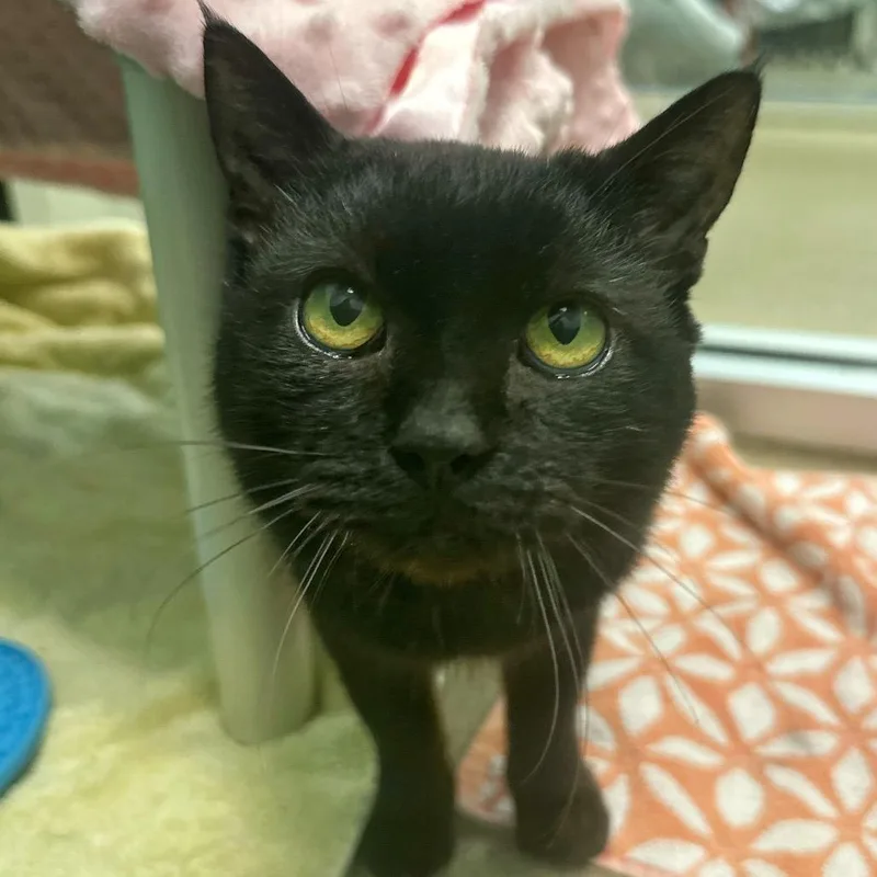 Captain Black thumbnail 5