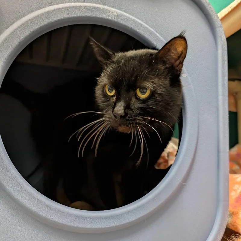 Captain Black thumbnail 6