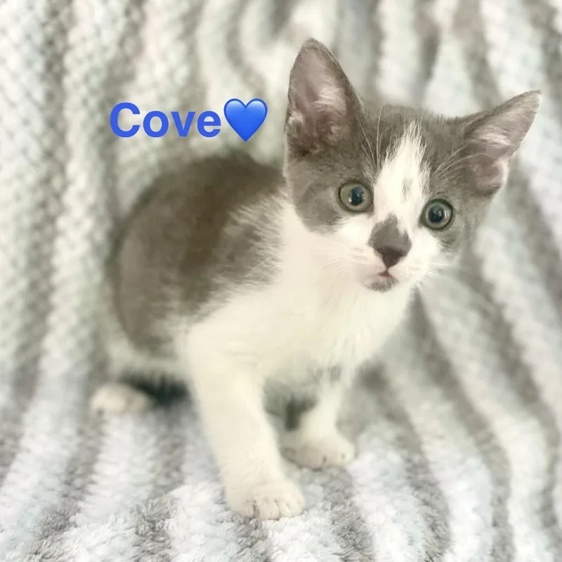 A baby small-sized male Gray / Blue / Silver Domestic Short Hair cat named Cove for adoption in Peachtree City, GA
