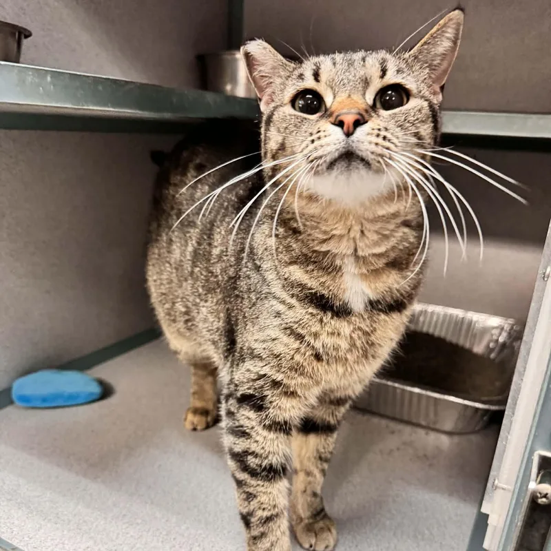 An adult medium-sized female Tabby (Brown / Chocolate) Domestic Short Hair cat named Tabitha for adoption in Waterloo, IA
