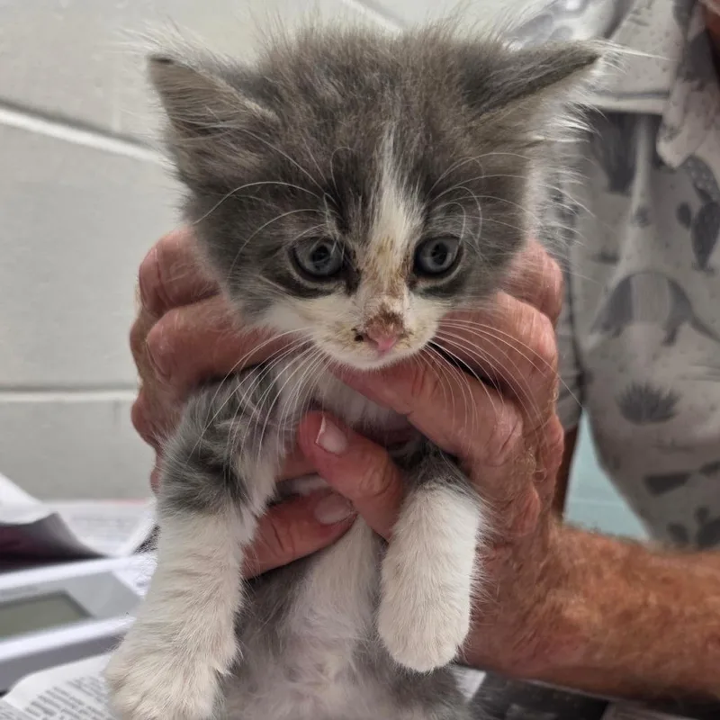 A baby small-sized female Domestic Medium Hair cat named Bo Peep for adoption in Jacksonville, FL