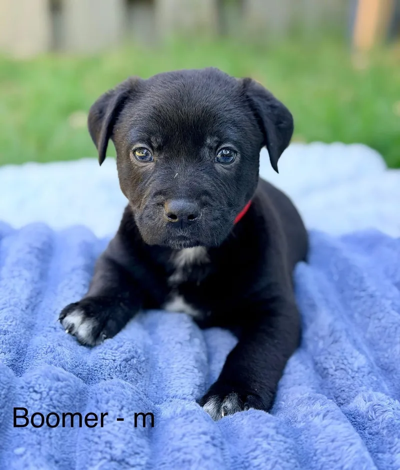 A baby medium-sized male Black Basset Hound dog named Boomer for adoption in Newfoundland, NJ