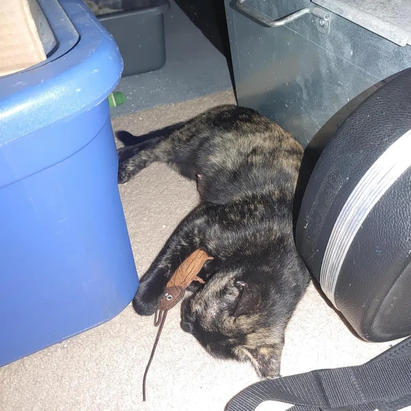 Esperanza Ar thumbnail 3