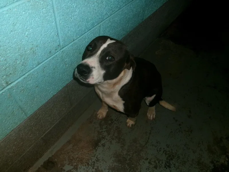 A young medium-sized male Pit Bull Terrier dog named Marlo for adoption in Winslow, AZ