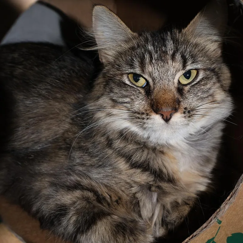 An adult medium-sized female Brown / Chocolate Domestic Short Hair cat named Junco for adoption in Saint Charles, MO