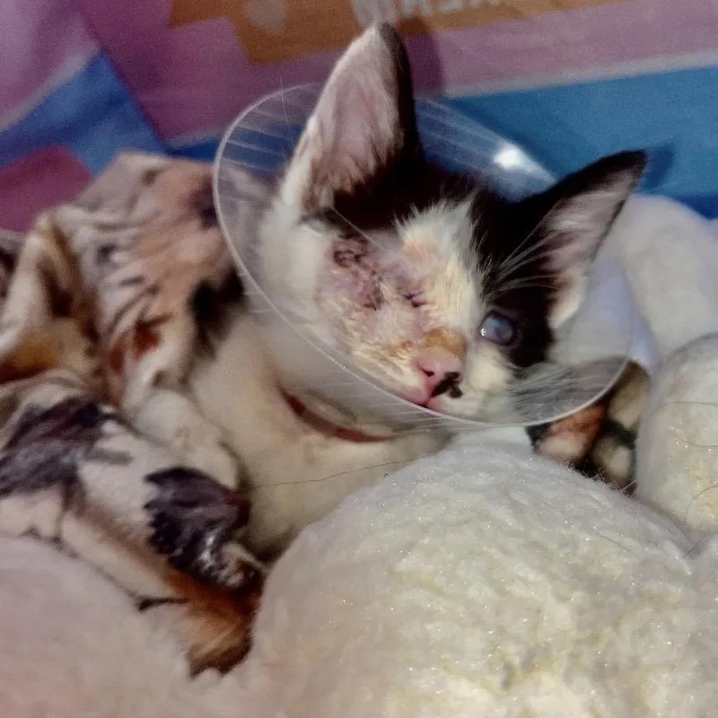 A baby small-sized female White Domestic Short Hair cat named Iris for adoption in Long Beach, CA