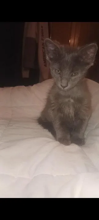 A baby medium-sized female Domestic Short Hair cat named Saturn And Jupiter for adoption in Bloomington, IL