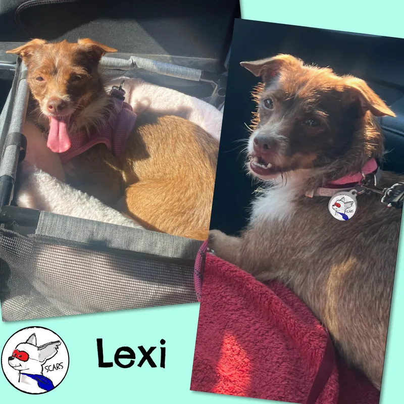 A young small-sized female Bicolor Terrier dog named Lexi for adoption in Glendora, CA