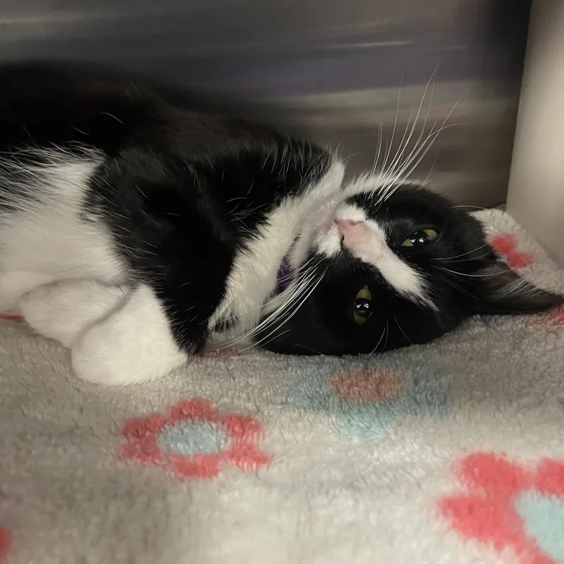A young medium-sized female Black Domestic Short Hair cat named Theodora for adoption in Keizer, OR