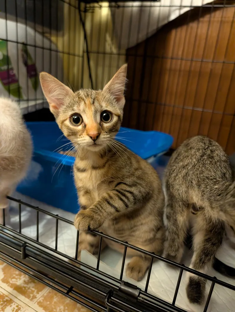 A baby medium-sized female Domestic Short Hair cat named Sweetpea for adoption in Succasunna, NJ
