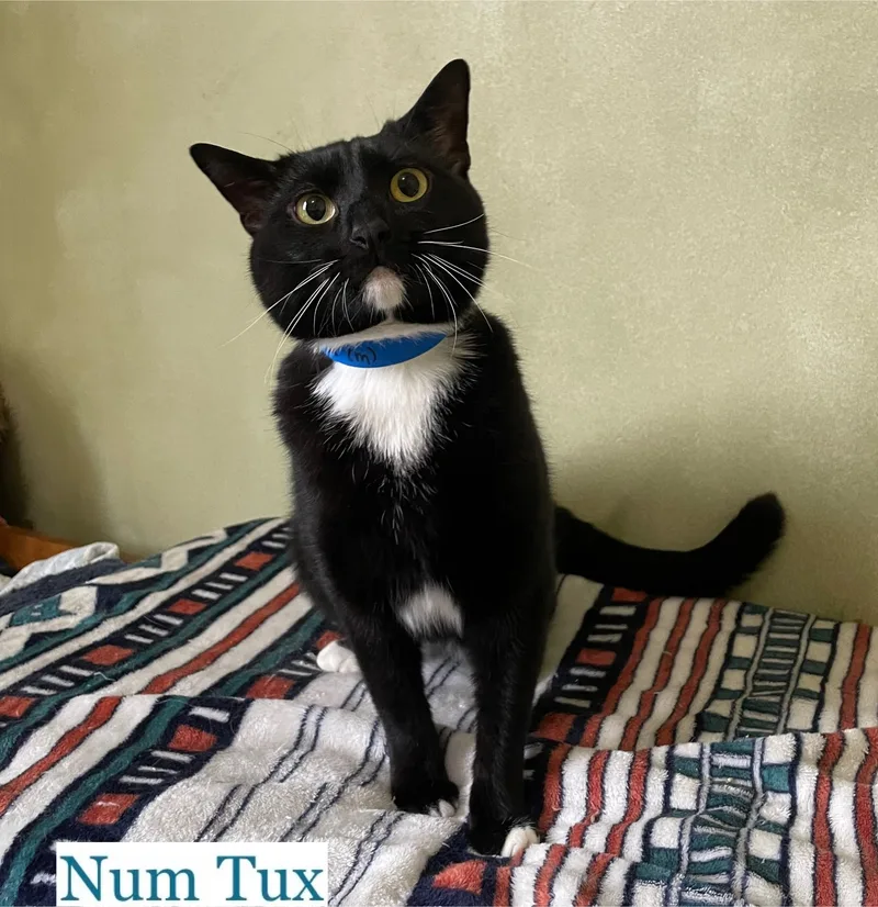 Num Tux