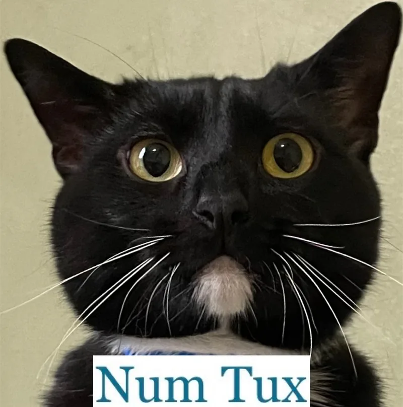 Num Tux thumbnail 4
