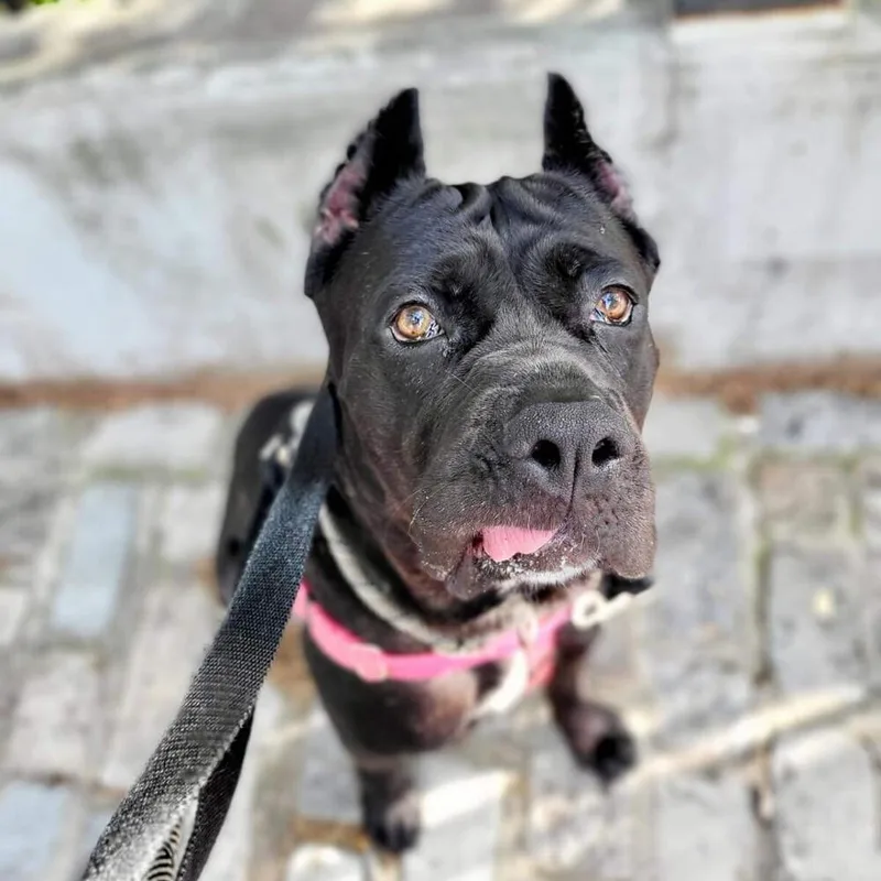 Nova Aria thumbnail 2