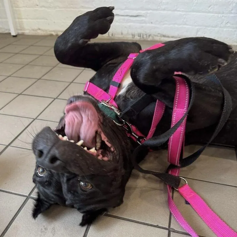 Nova Aria thumbnail 6