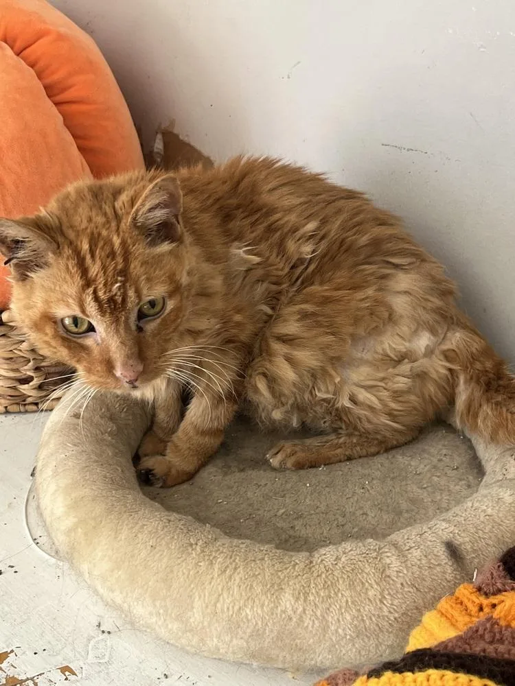 A senior medium-sized male Tabby (Orange / Red) Domestic Short Hair cat named Oscar for adoption in Palatine, IL
