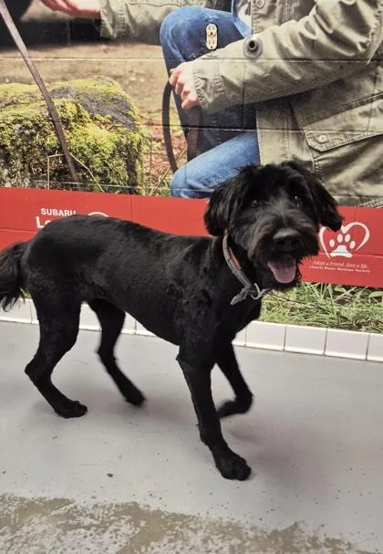 A young medium-sized female Black Bouvier des Flandres dog named Sassy for adoption in Lafayette, IN