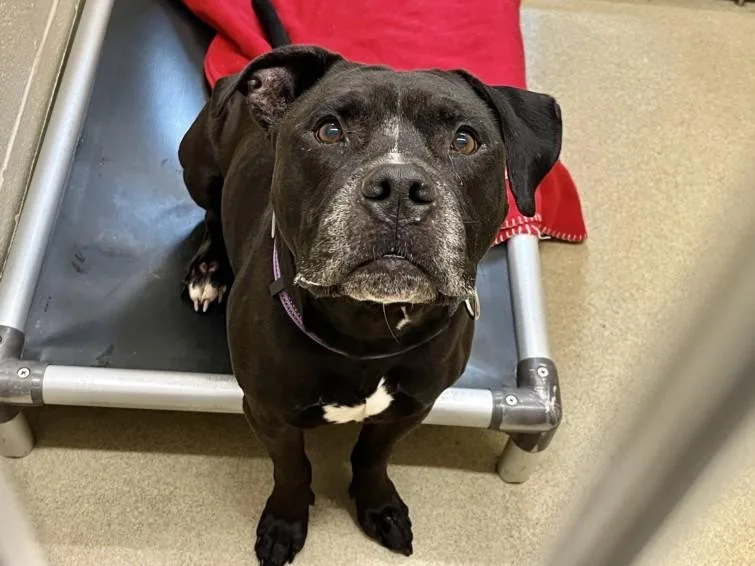 An adult medium-sized male Pit Bull Terrier dog named Shadow for adoption in Chapel Hill, NC