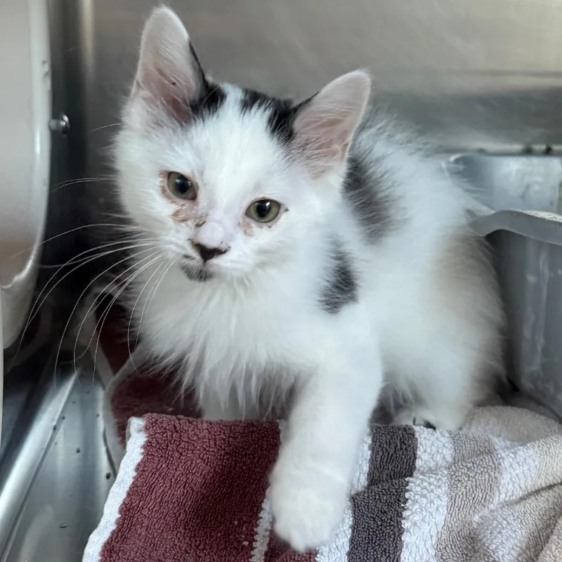 A baby small-sized male Black Domestic Medium Hair cat named Shadow for adoption in Cedaredge, CO