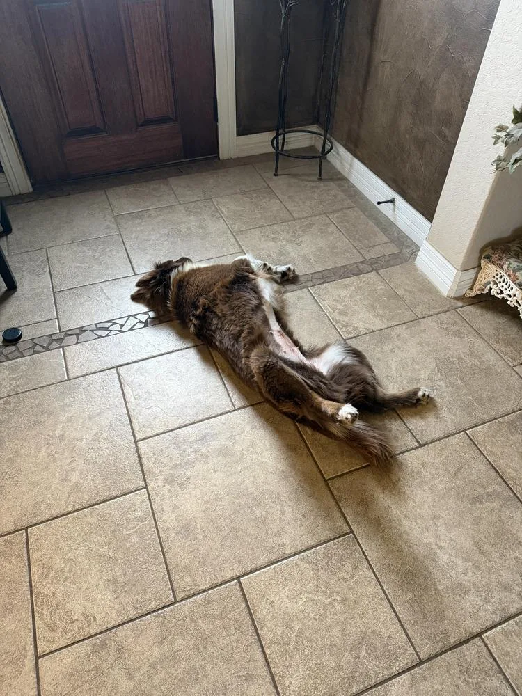 A young medium-sized female Red / Chestnut / Orange Border Collie dog named Lucy Lou for adoption in Allen, TX