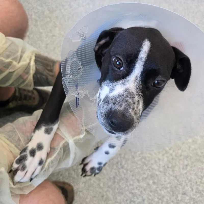 A baby small-sized female Hound dog named Buttercup for adoption in Greenville, SC