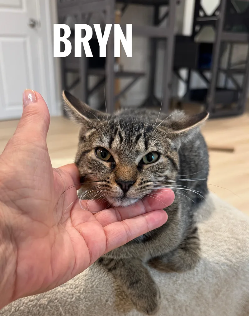 Beni thumbnail 6