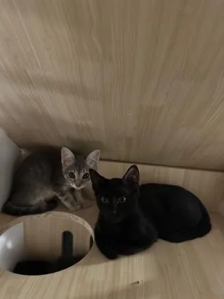 An adult medium-sized male Domestic Short Hair cat named Wasabi for adoption in Washington, DC