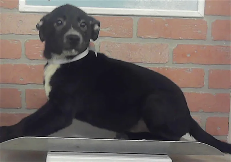 A baby small-sized female Labrador Retriever dog named Katy for adoption in Houston, TX