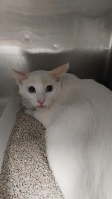 A young medium-sized female Domestic Short Hair cat named Sylvia for adoption in Baldwin Park, CA