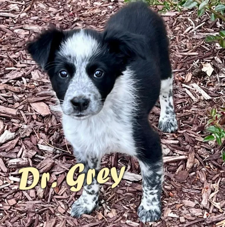 Dr. Grey
