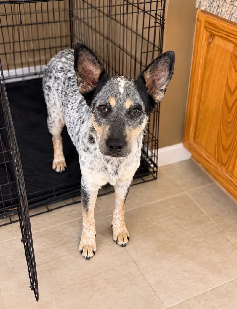 A young medium-sized female Australian Cattle Dog / Blue Heeler dog named Lexi for adoption in Moyock, NC