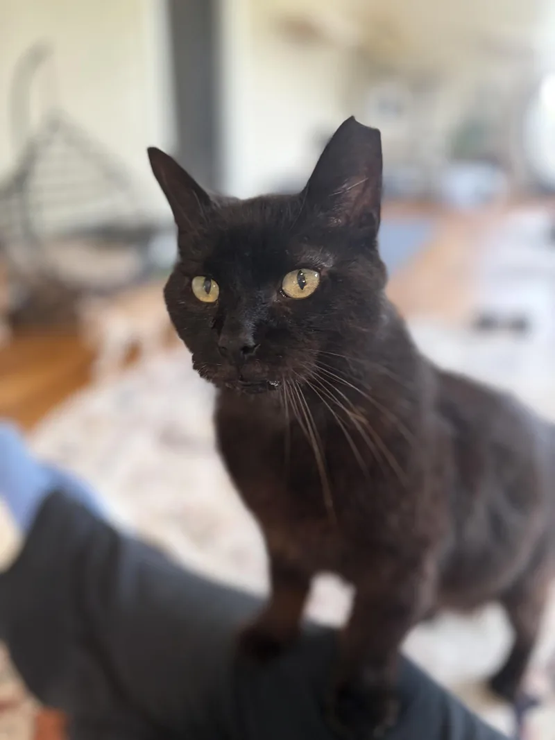 A senior medium-sized male Black Domestic Short Hair cat named BearPaw for adoption in Greensburg, PA