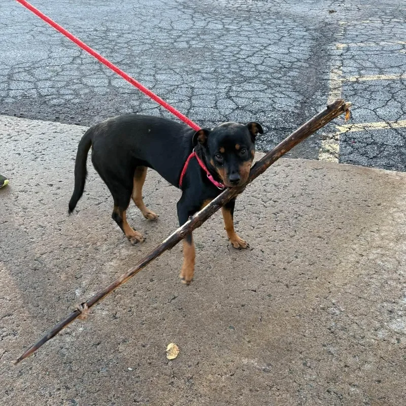A young large-sized female Rottweiler dog named Eclair for adoption in North Syracuse, NY