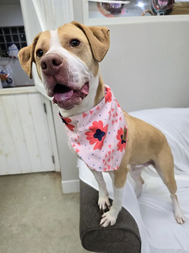 Maya Rds thumbnail 2