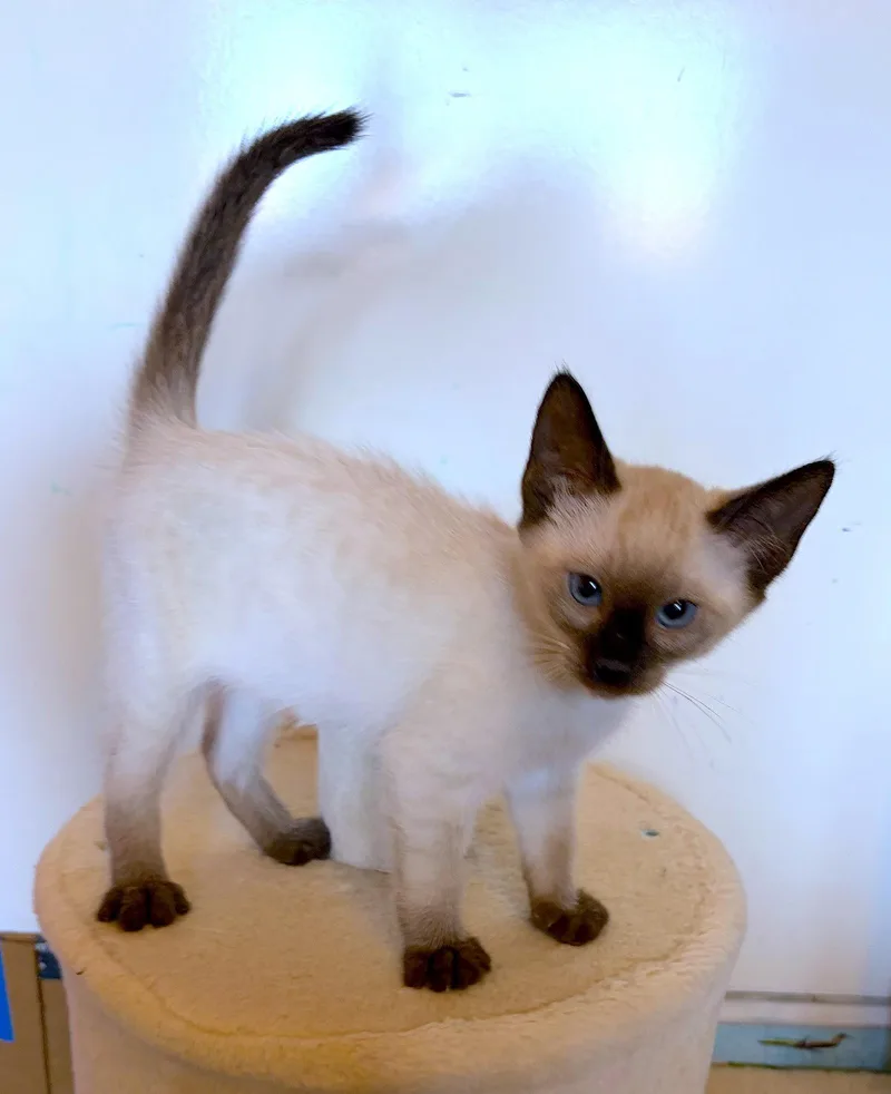 A baby medium-sized female Buff / Tan / Fawn Domestic Short Hair cat named Nina Bonded with for adoption in Fremont, CA