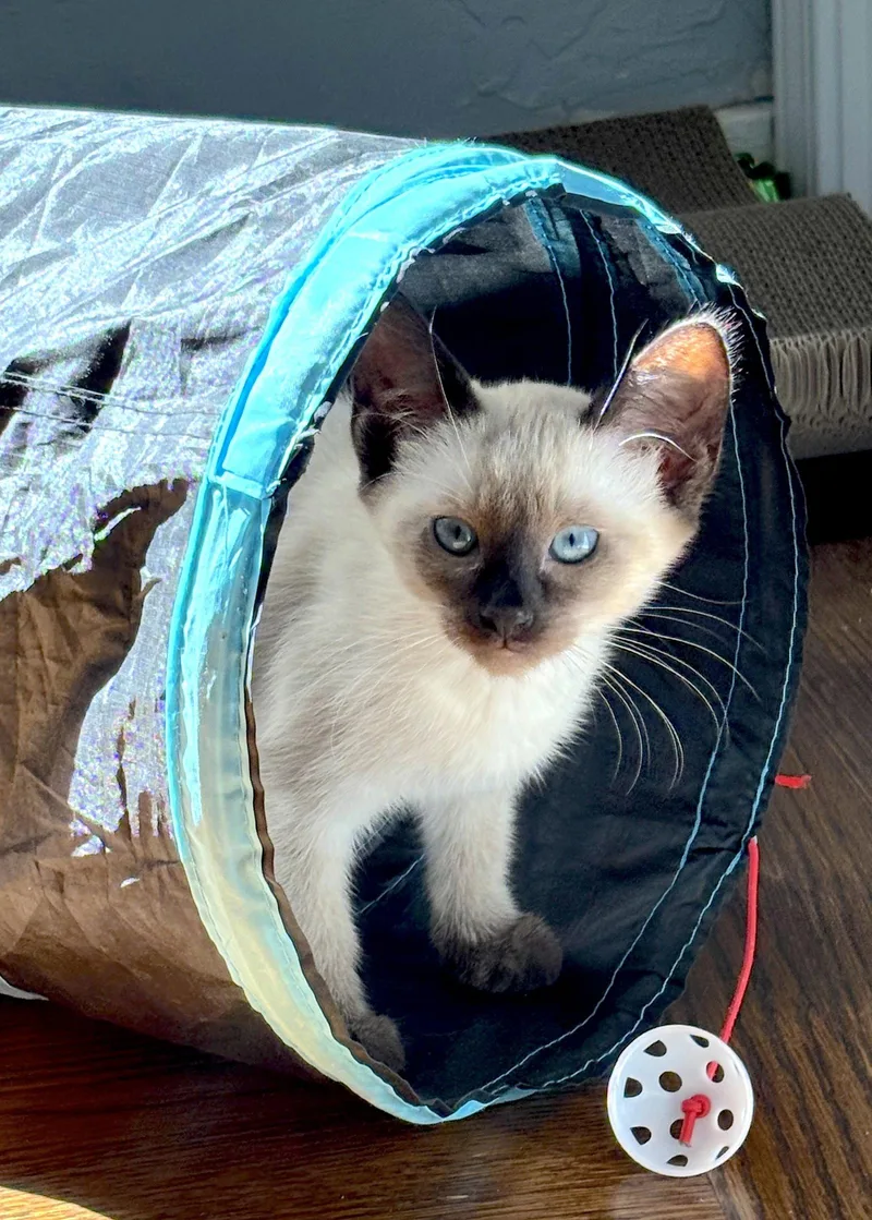 Nina  Bonded with thumbnail 2