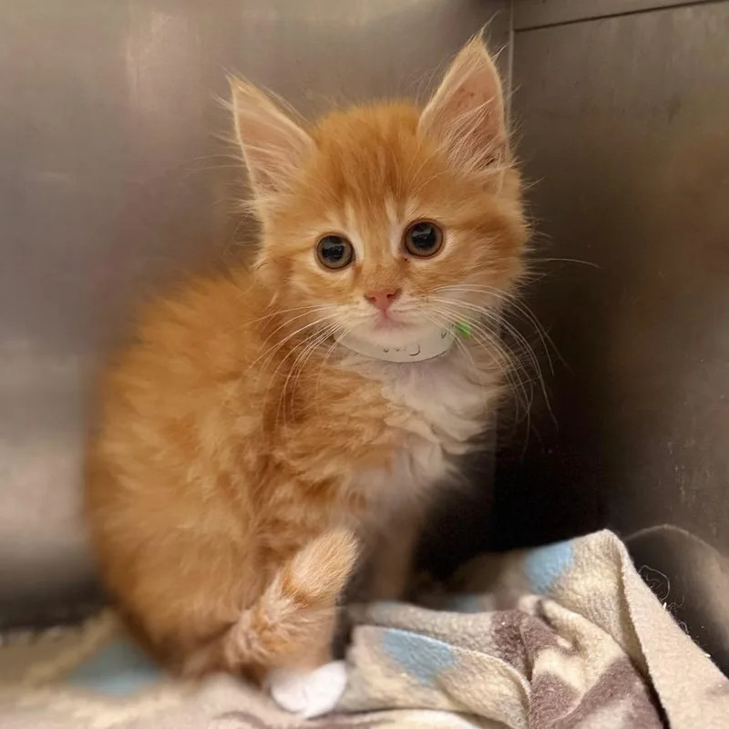 A baby small-sized female Orange / Red Domestic Medium Hair cat named No Surrender for adoption in Fredericksburg, VA