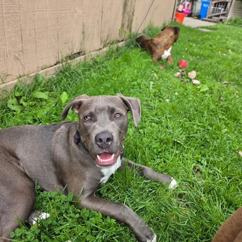 A young small-sized male Pit Bull Terrier dog named Titan for adoption in Ferndale, MI