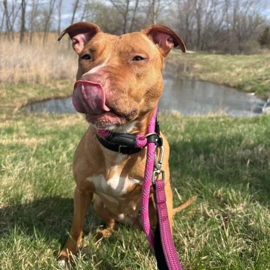 An adult medium-sized female Yellow / Tan / Blond / Fawn Mixed Breed dog named Bumble for adoption in Matteson, IL