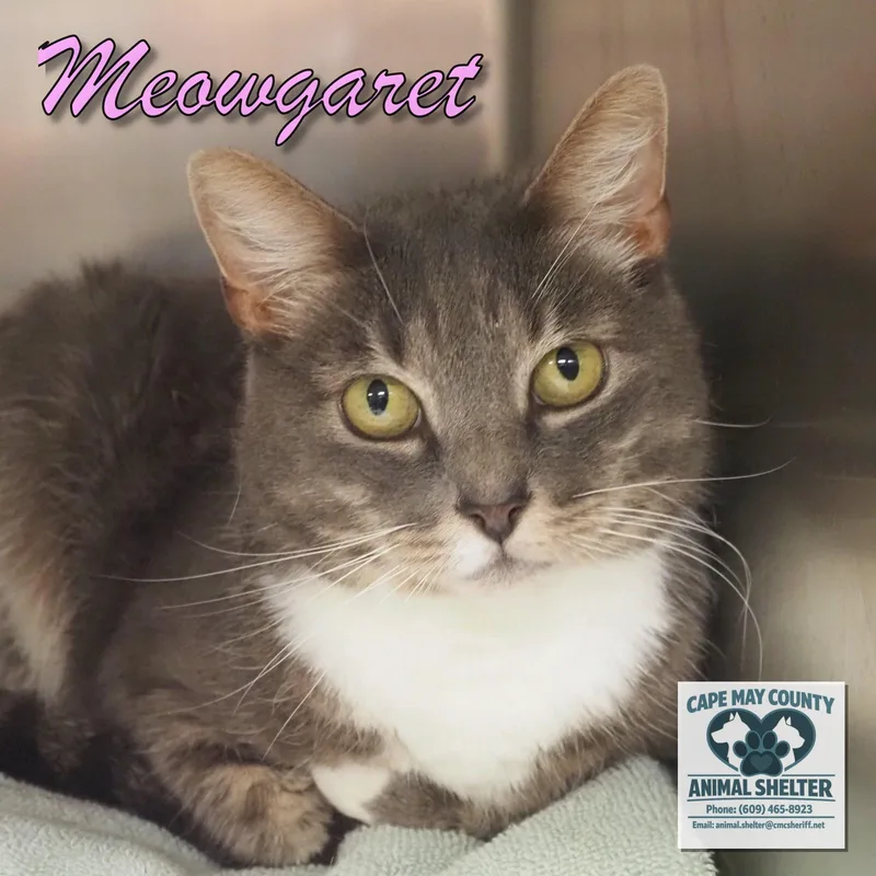 A young medium-sized female Domestic Short Hair cat named Meowgaret for adoption in Cape May Court House, NJ