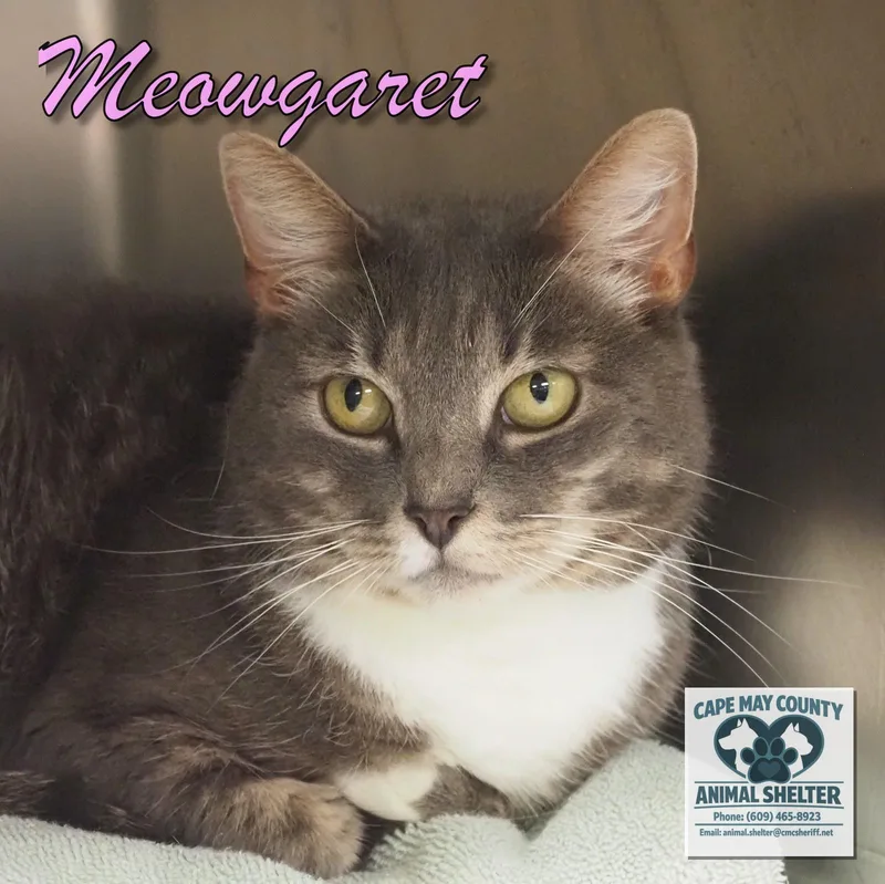 Meowgaret thumbnail 2