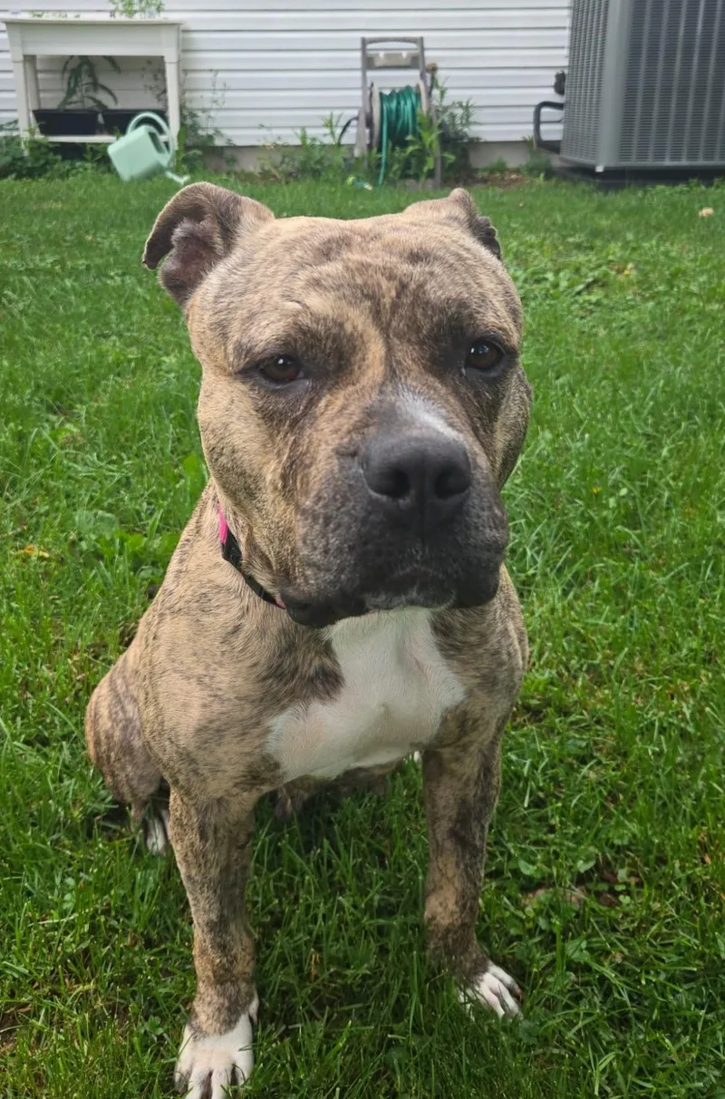 A young large-sized female Pit Bull Terrier dog named Valkyrie for adoption in merrillville, IN