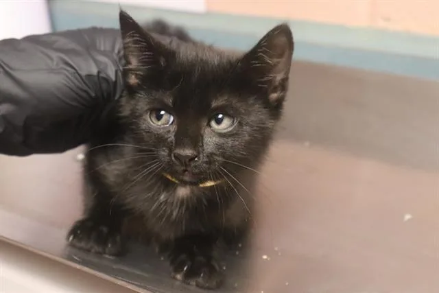 A baby small-sized female Domestic Short Hair cat named Cali for adoption in Columbia, SC