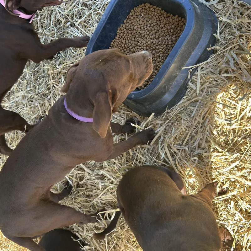 A young medium-sized female Pit Bull Terrier dog named Darriah for adoption in Texarkana, TX