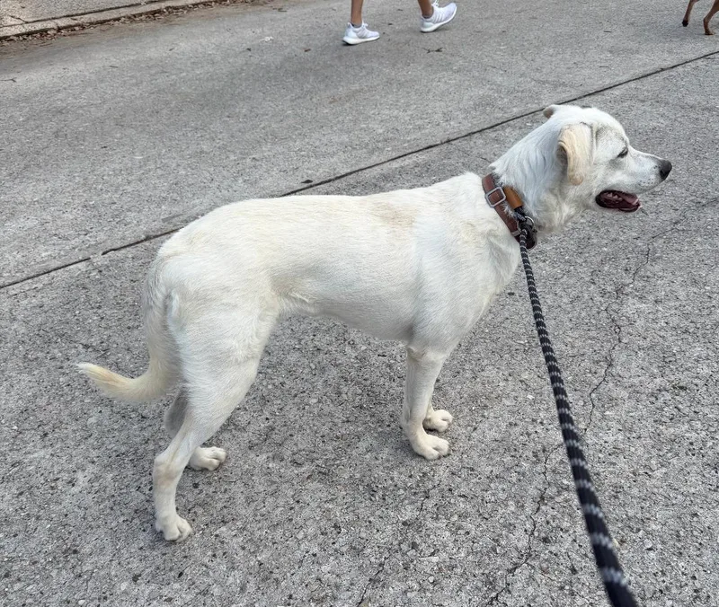 Georgie Porgie thumbnail 2